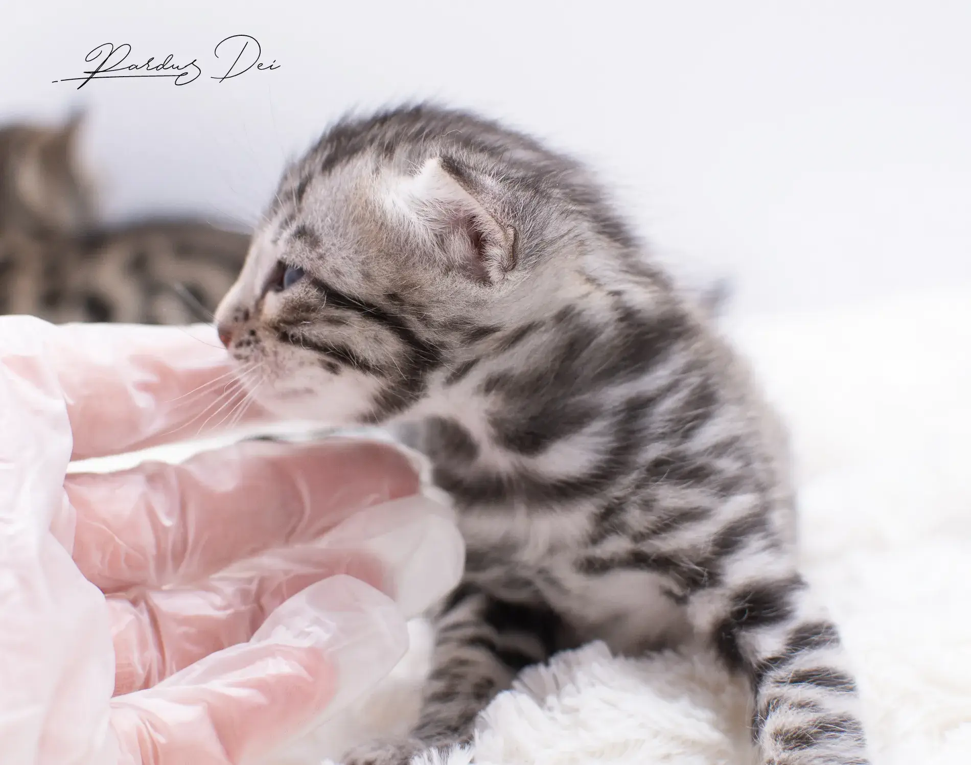 chaton bengal